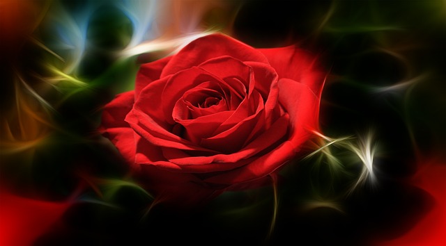 Une rose pour vous