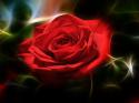 Rose wordicom informatique